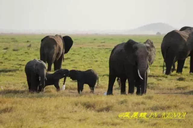 肯尼亚非洲10天深度自驾之旅