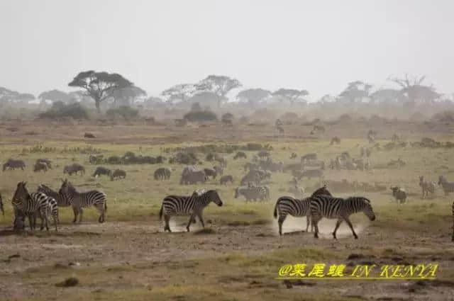 肯尼亚非洲10天深度自驾之旅