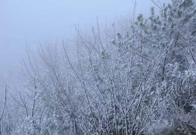 开县龙头嘴森林公园喜降今冬第一场雪 银装素裹太美啦！