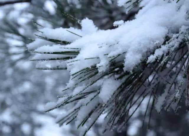 开县龙头嘴森林公园喜降今冬第一场雪 银装素裹太美啦！