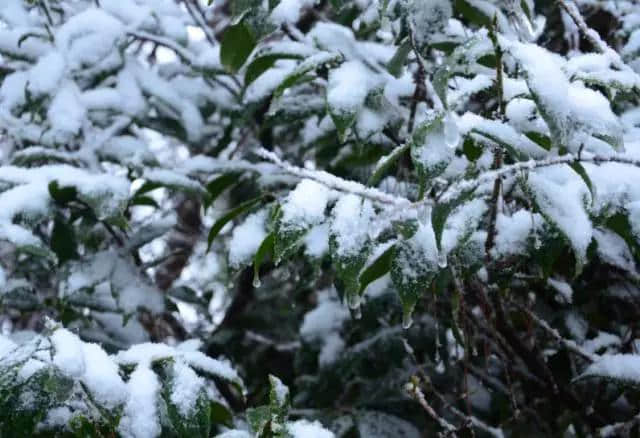 开县龙头嘴森林公园喜降今冬第一场雪 银装素裹太美啦！