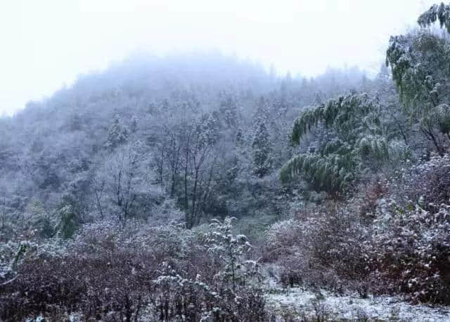 开县龙头嘴森林公园喜降今冬第一场雪 银装素裹太美啦！