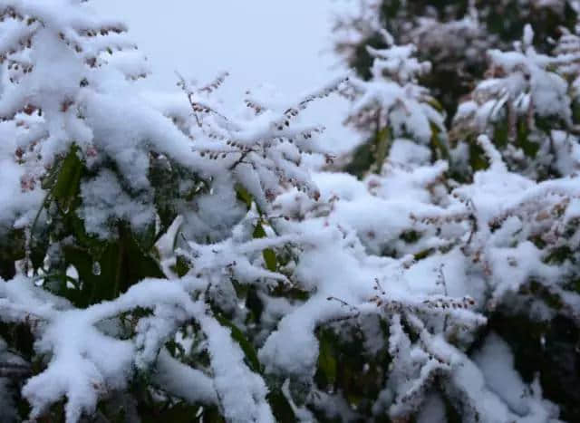 开县龙头嘴森林公园喜降今冬第一场雪 银装素裹太美啦！