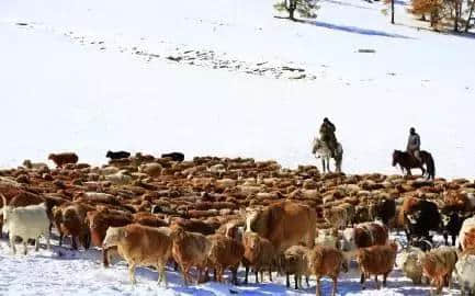 国庆各地人流如潮，喀纳斯の雪中之秋低调绽放