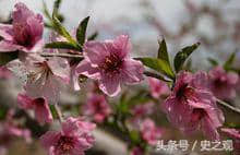 北京平谷桃花海