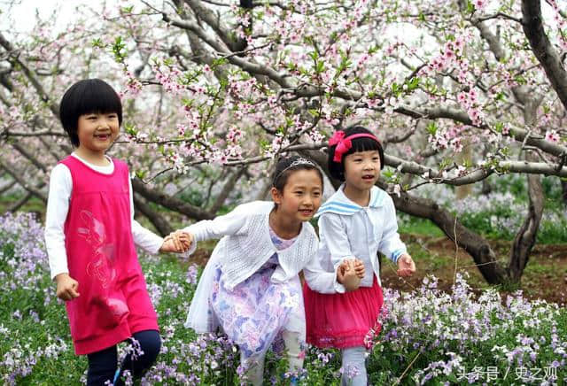 北京平谷桃花海