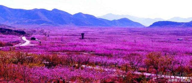 北京平谷桃花海