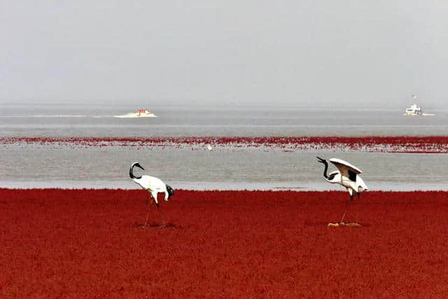 这里就是中国十大魅力湿地之一，辽宁盘锦红海滩