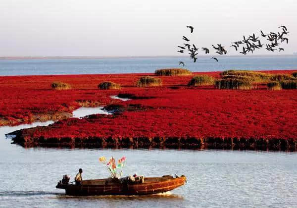 这里就是中国十大魅力湿地之一，辽宁盘锦红海滩