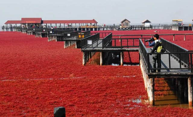 这里就是中国十大魅力湿地之一，辽宁盘锦红海滩