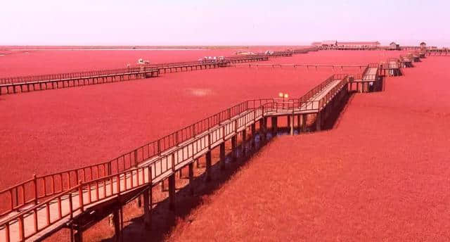 这里就是中国十大魅力湿地之一，辽宁盘锦红海滩