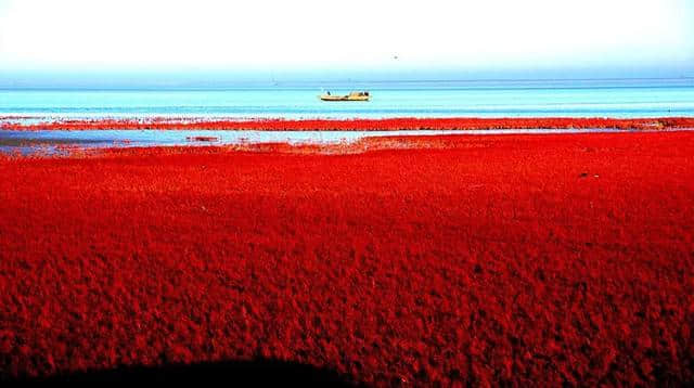 这里就是中国十大魅力湿地之一，辽宁盘锦红海滩