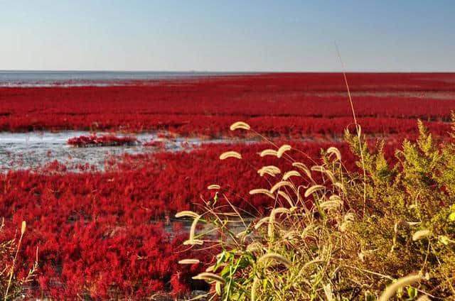 这里就是中国十大魅力湿地之一，辽宁盘锦红海滩