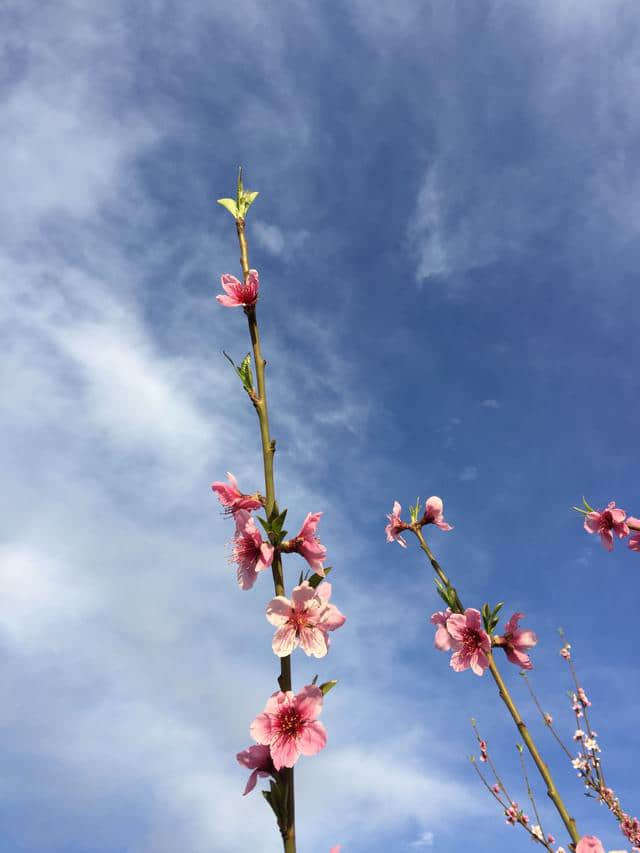 平谷看万亩桃花海的正确姿势只有这一个