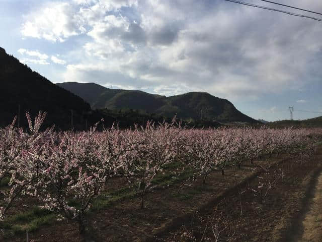 平谷看万亩桃花海的正确姿势只有这一个