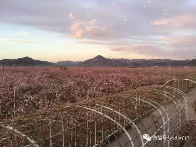 平谷看万亩桃花海的正确姿势只有这一个