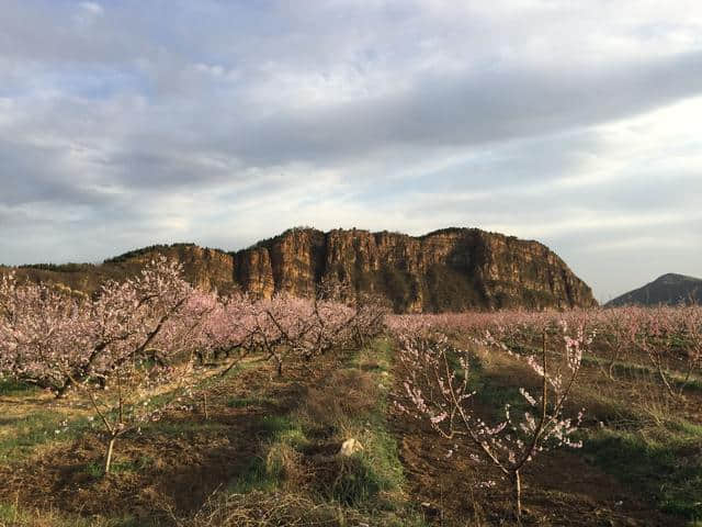 平谷看万亩桃花海的正确姿势只有这一个