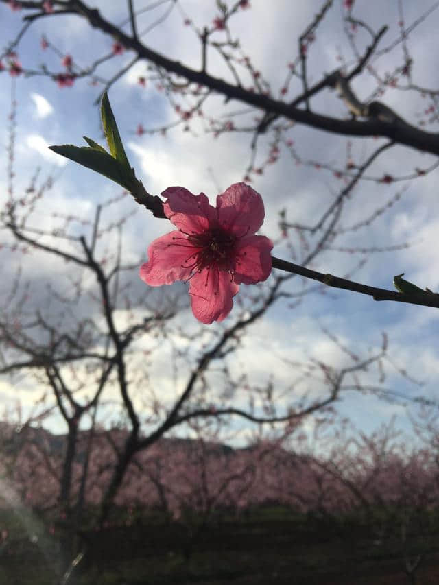 平谷看万亩桃花海的正确姿势只有这一个