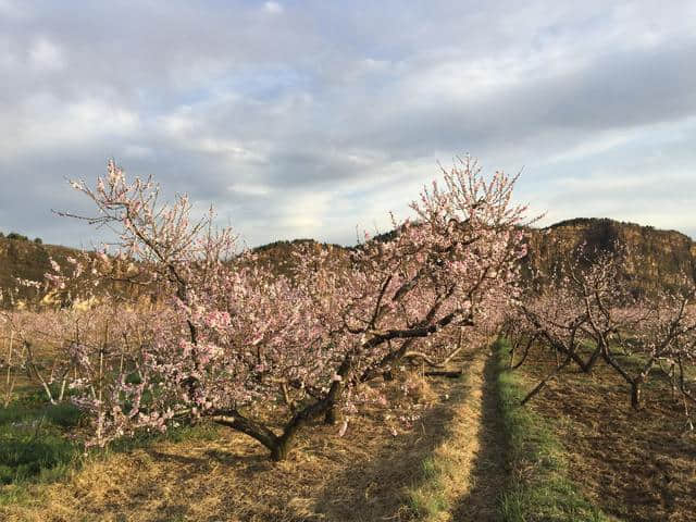 平谷看万亩桃花海的正确姿势只有这一个