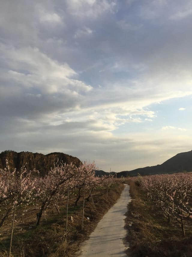 平谷看万亩桃花海的正确姿势只有这一个