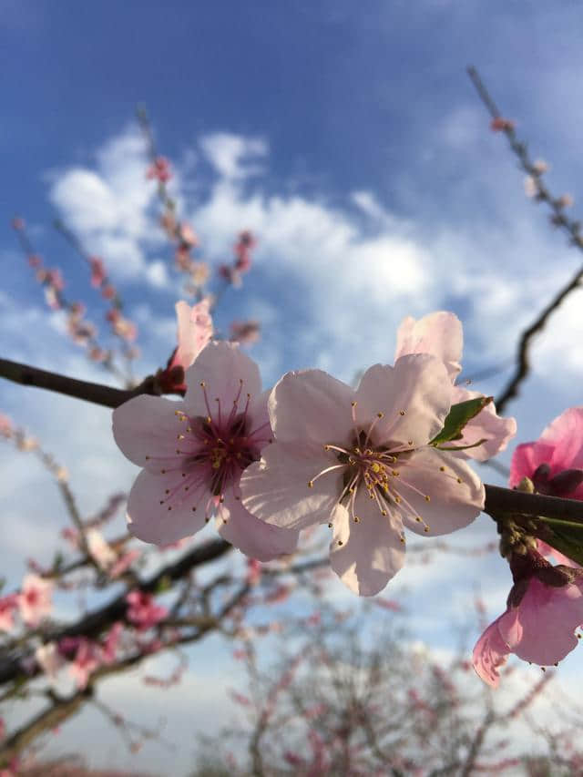 平谷看万亩桃花海的正确姿势只有这一个