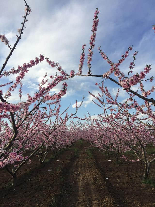 平谷看万亩桃花海的正确姿势只有这一个