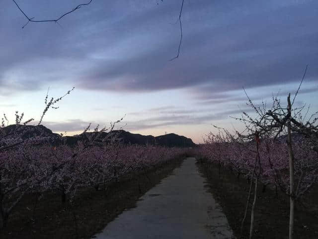 平谷看万亩桃花海的正确姿势只有这一个