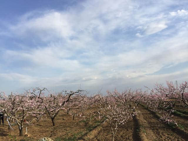 平谷看万亩桃花海的正确姿势只有这一个