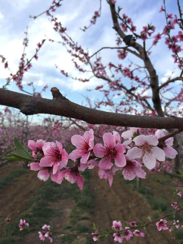 平谷看万亩桃花海的正确姿势只有这一个