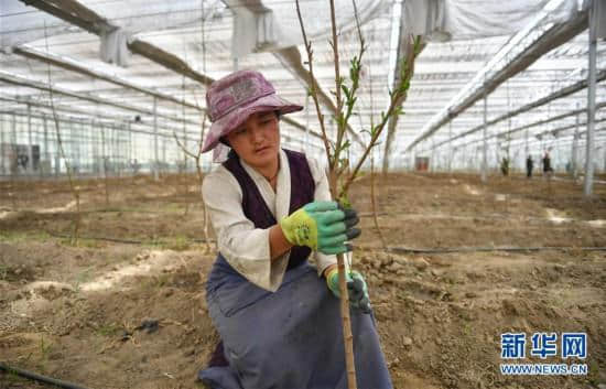 北京平谷桃花雪域高原绽放记