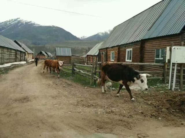 去新疆旅游线路怎么规划——经典线路：喀纳斯篇