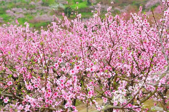 “浪漫开州花满城”赏花旅游季启动 邀你桃花林中漂流